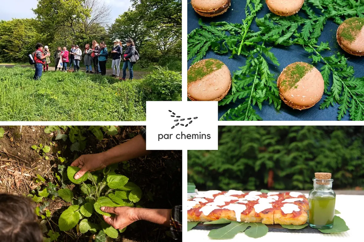 Balade-découverte des plantes sauvages comestibles