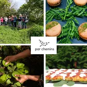 Balade-découverte des plantes sauvages comestibles