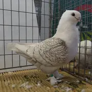 Exposition de pigeons de race