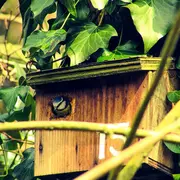 Atelier de fabrication de nichoirs