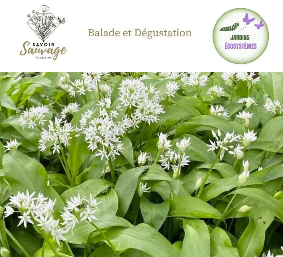 Balade, découverte et dégustation des plantes sauvages comestibles