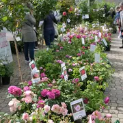 festival des roses de Chédigny