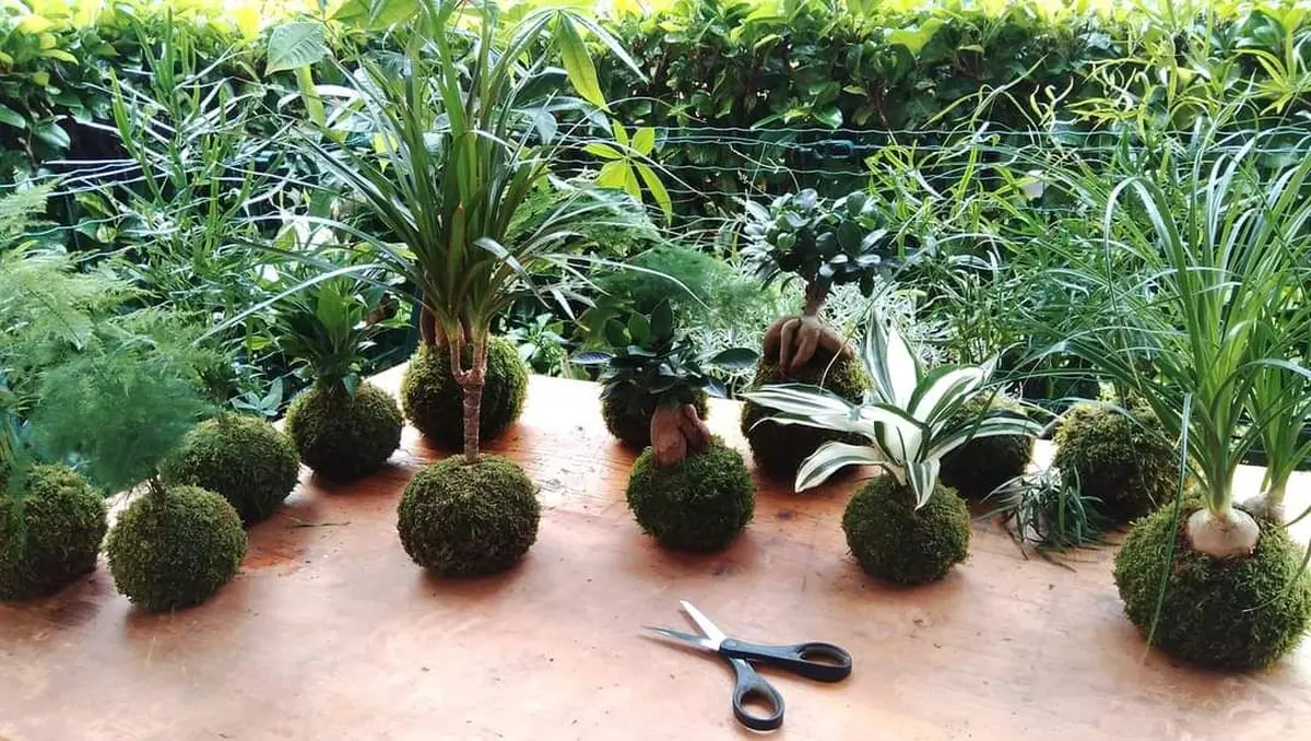 Atelier Kokedama art végétal japonais