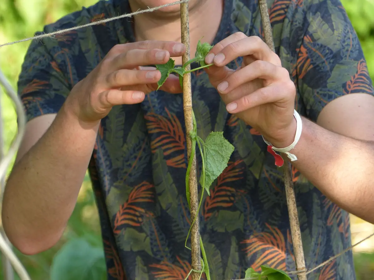 Créations de tuteurs 100 % naturels en revalorisant nos déchets verts ! 
