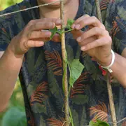 Créations de tuteurs 100 % naturels en revalorisant nos déchets verts ! 