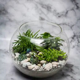 Atelier Terrarium de plantes grasses