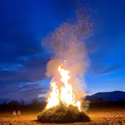 Crémation de sapins