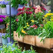 4e Fête des fleurs de Plouigneau (29)