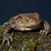 Les crapauds amoureux à Meyenheim