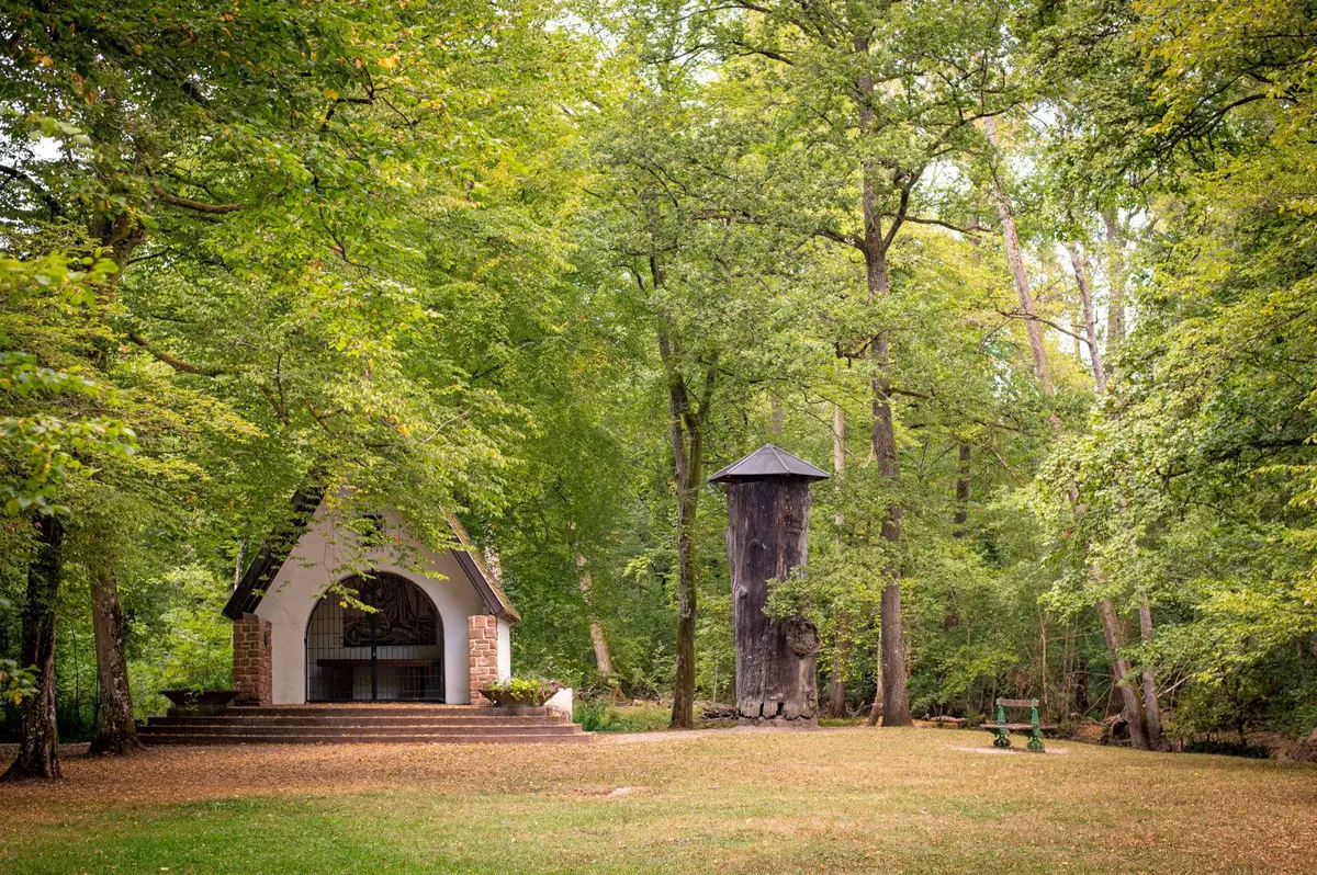 À la découverte de la Forêt d'Exception à vélo