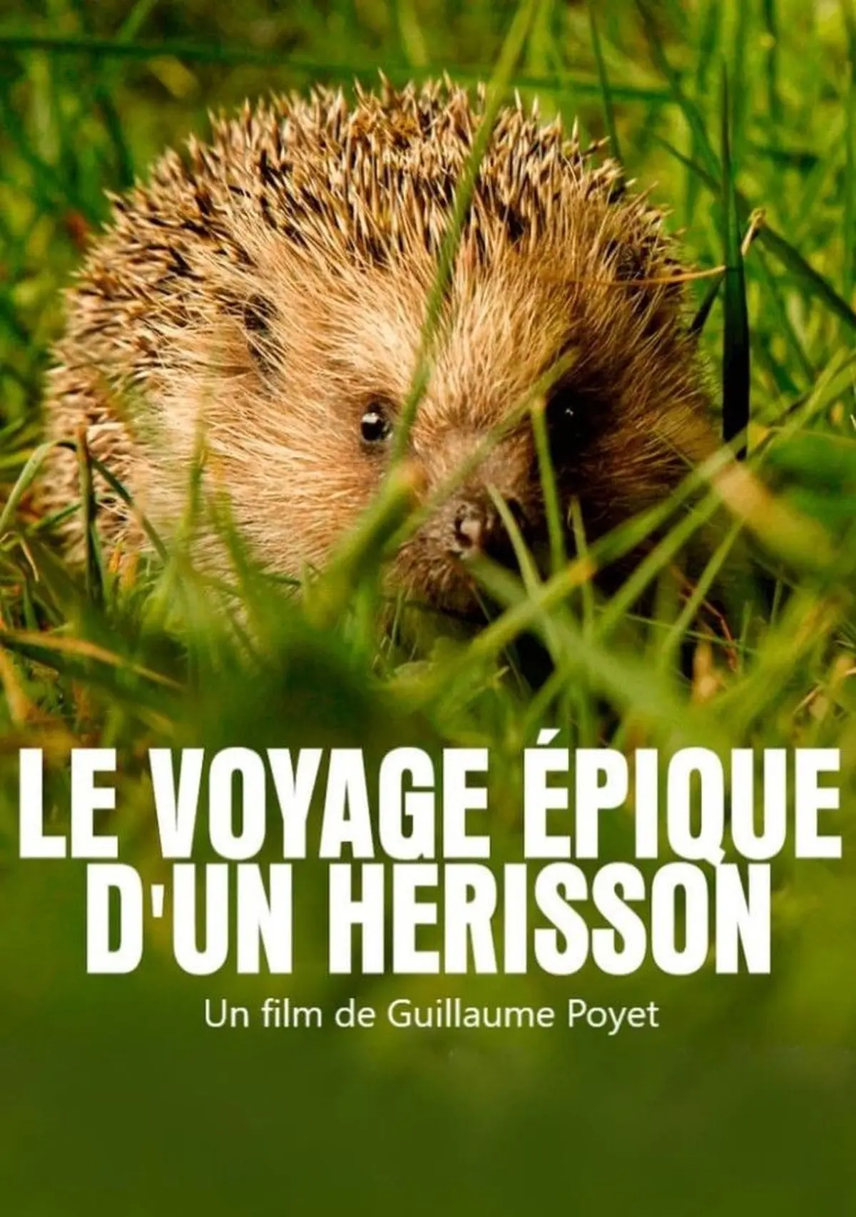 Le Voyage épique d’un hérisson - Cycle Ciné-Débat du Parc