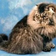 Exposition et concours de chats de race