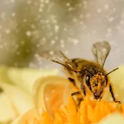 Découverte de l\'apiculture lors du Marché aux plantes