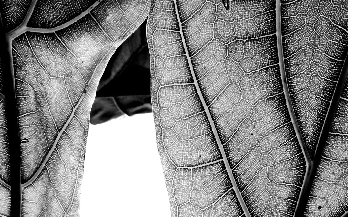 RDVJ 2026 : Conférence L’Herbarium – l’intemporel présent