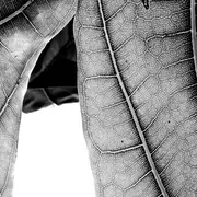 RDVJ 2026 : Conférence L’Herbarium – l’intemporel présent