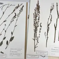 Exposition Viva &copy; Herbier de la Société botanique de Bâle