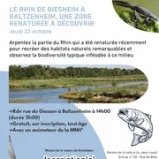 Le Rhin de Biesheim à Baltzenheim, une zone renaturée à découvrir