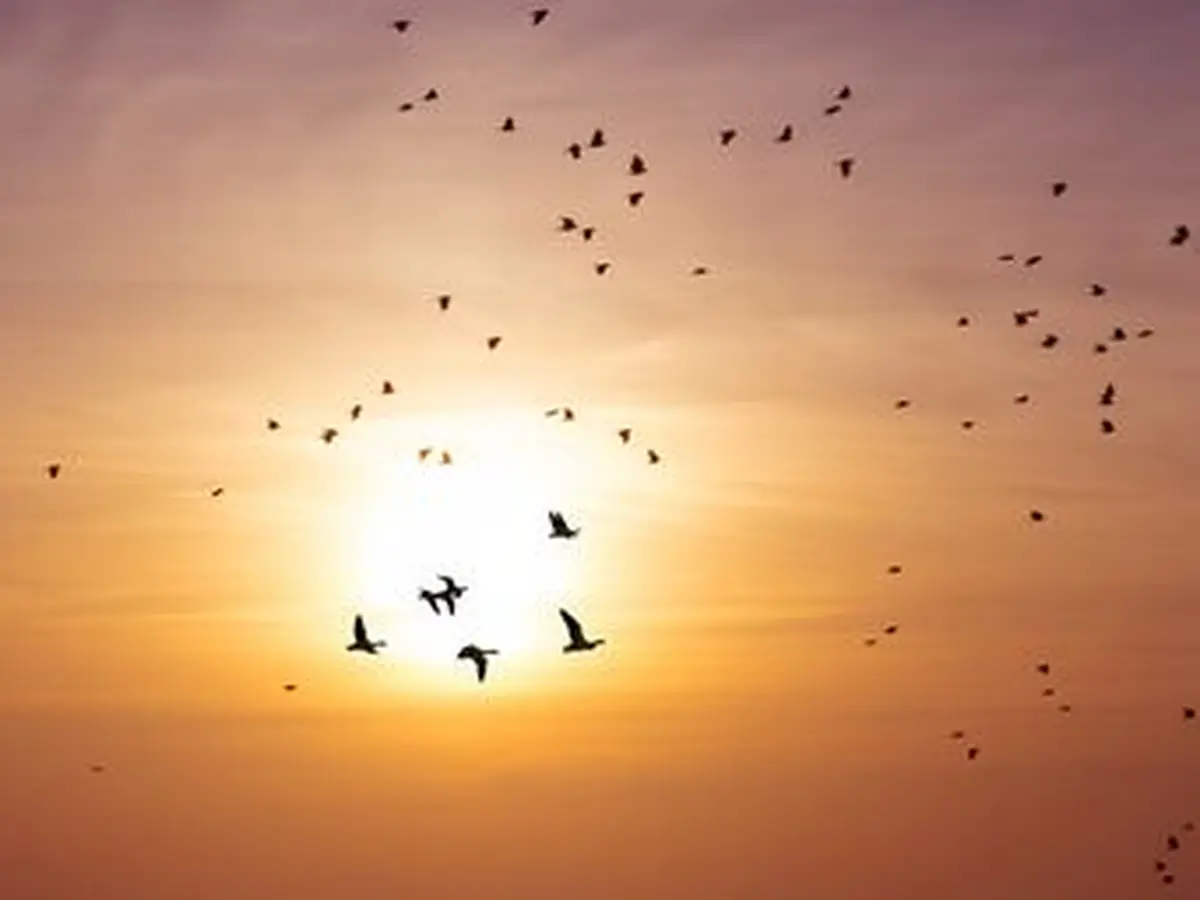 Sortie nature et spectacle de marionnettes