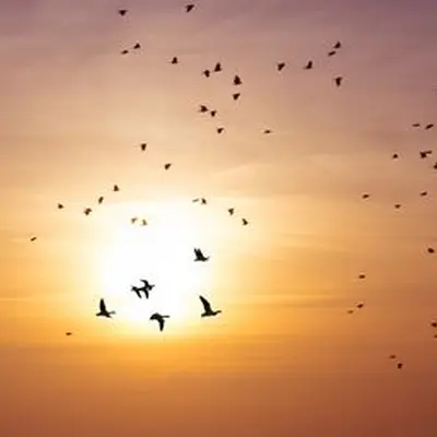 Sortie nature et spectacle de marionnettes