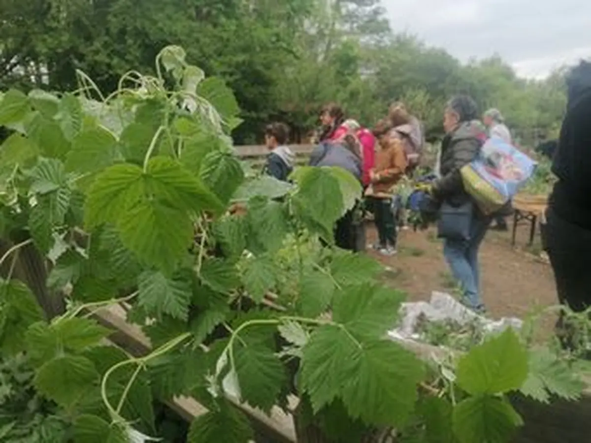 Troc plantes de printemps
