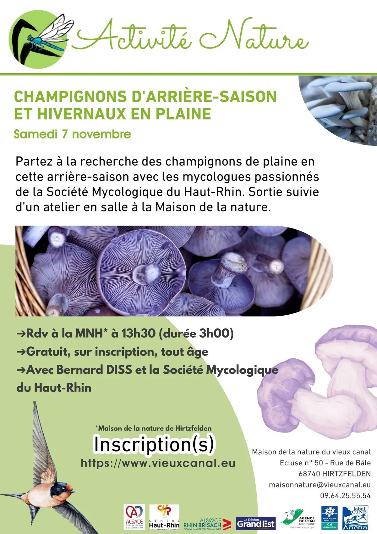 Champignons d'arrière-saison et hivernaux en plaine