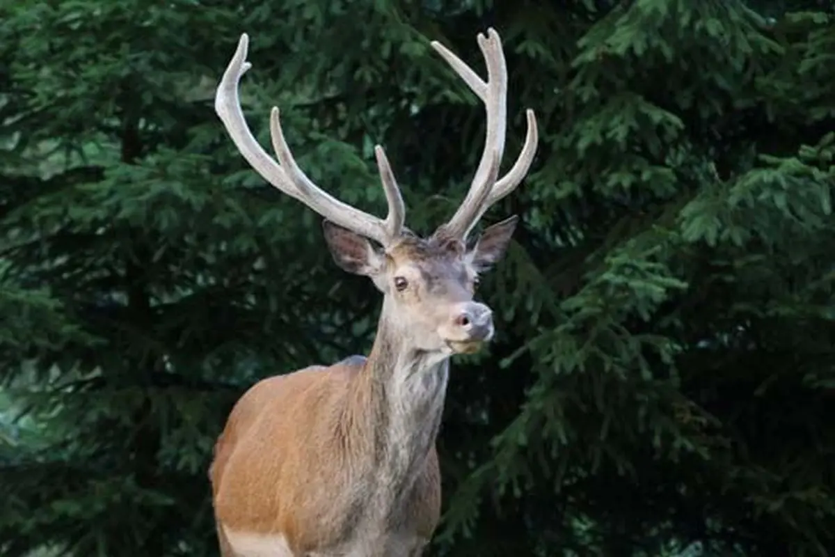 Gîte de la ferme du Schneeberg