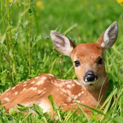 Activités nature sur les traces des daims