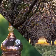 Les secrets de la distillation artisanale