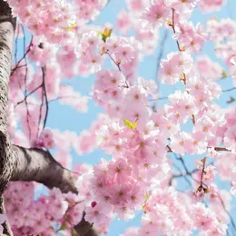 Hanami : la fête de cerisiers en fleurs à Sceaux 2027