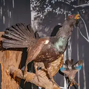 Biodiversité d'Alsace