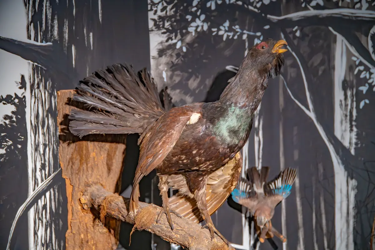 Biodiversité d'Alsace