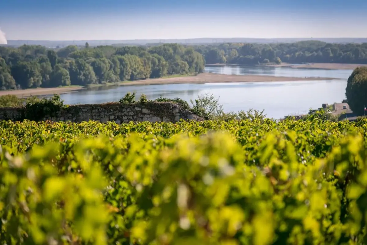 Les vins du Val de Loire