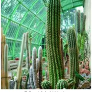 Visite de la Serre Martins : Cactus et succulentes