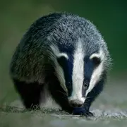 Salon de la photo du club La Focale de Soultz-Haut-Rhin