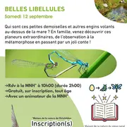 Belles libellules