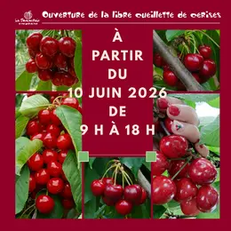 Ouverture de la cueillette de cerises