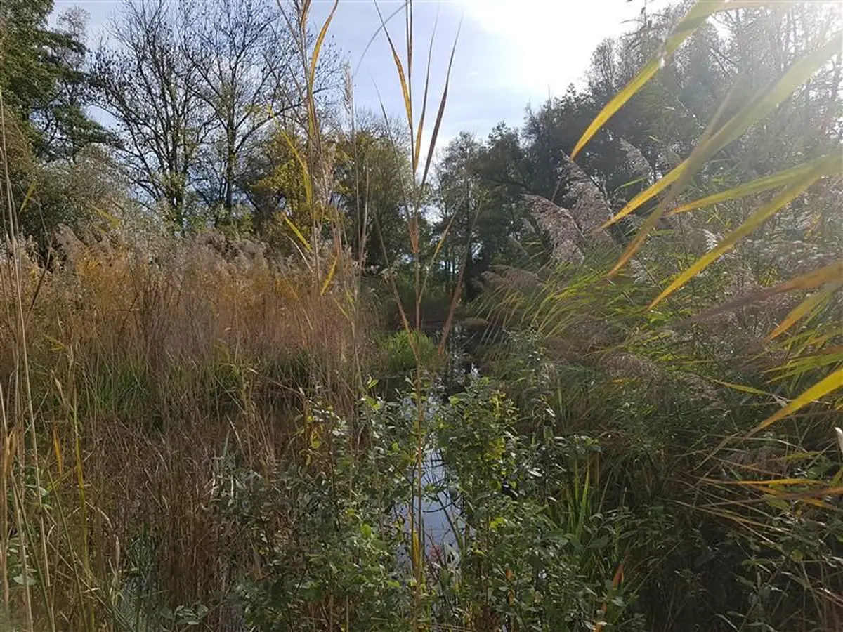 Balade climatique - Journée mondiale des zones humides 