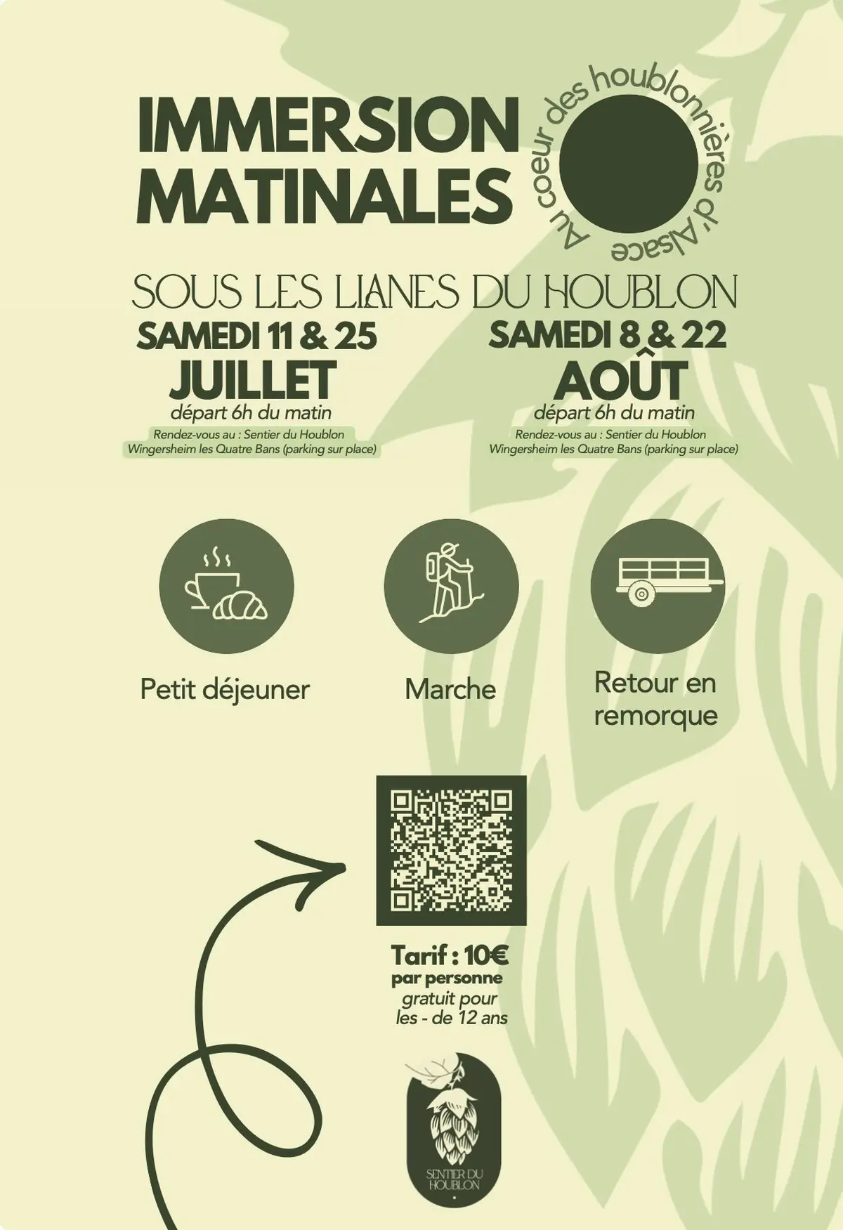 Immersion matinale sous les lianes de houblon
