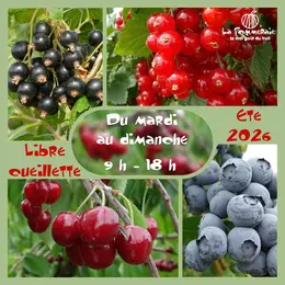 Libre cueillette de fruits rouges à Ammerschwihr