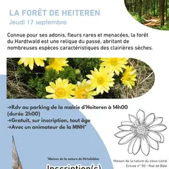 La forêt de Heiteren