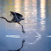 Matinée d’observation des oiseaux aux Marais de Damphreux