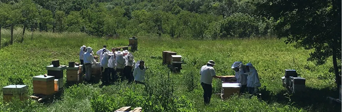 Cours pratiques et théoriques d'apiculture (saison 2026)