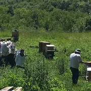 Cours pratiques et théoriques d'apiculture (saison 2026)