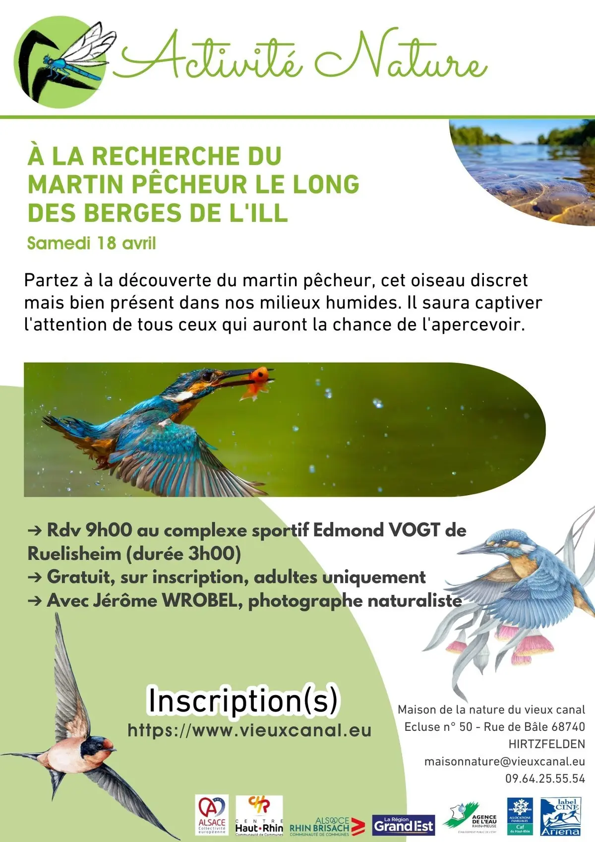 A la recherche du martin pêcheur le long des berges de l'Ill