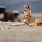 Ciné-rencontre - Le secret du loup d’Ethiopie 