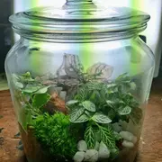 Atelier Terrarium de plantes vertes