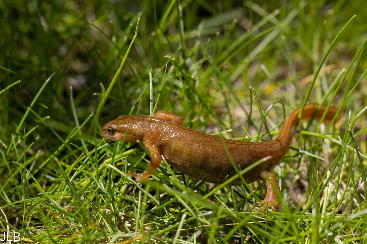 La nuit des amphibiens
