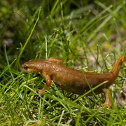 La nuit des amphibiens
