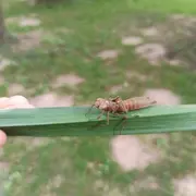 Club nature - Bestioles ! - 06/12 ans