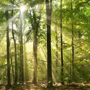 Balade en forêt : Atelier Respiration